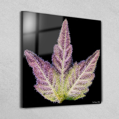 Pure Sativa (London) - Mother Terps - Ice Cream Cake - תמונת זכוכית 30*30