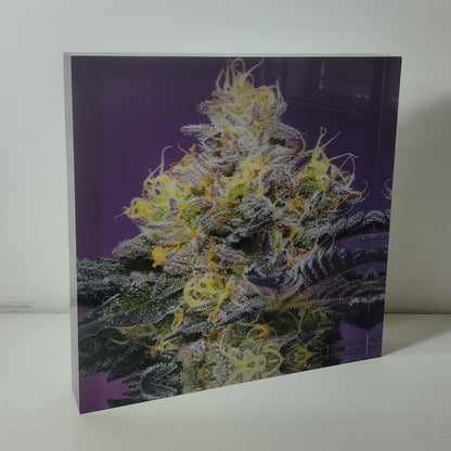 Pure Sativa (London) - Mother Terps - Pink Kush Fresh Press - בלוק אקריל 20*20