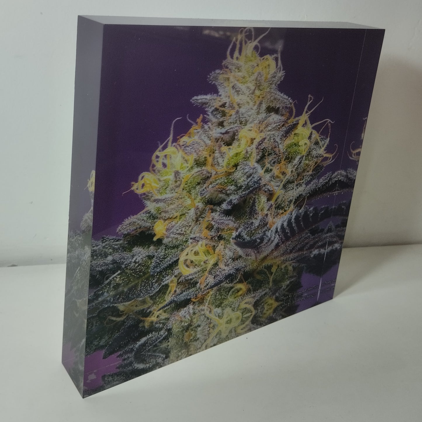 Pure Sativa (London) - Mother Terps - Pink Kush Fresh Press - בלוק אקריל 20*20