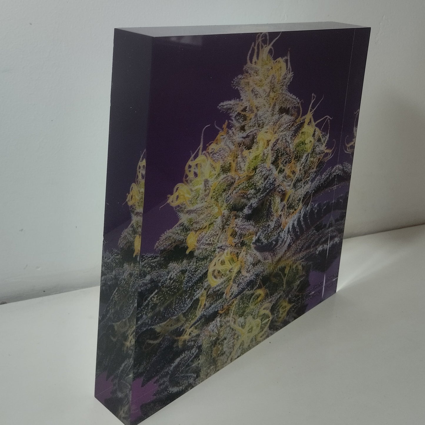 Pure Sativa (London) - Mother Terps - Pink Kush Fresh Press - בלוק אקריל 20*20