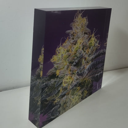 Pure Sativa (London) - Mother Terps - Pink Kush Fresh Press - בלוק אקריל 20*20