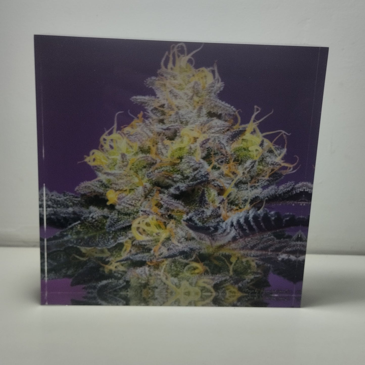 Pure Sativa (London) - Mother Terps - Pink Kush Fresh Press - בלוק אקריל 20*20
