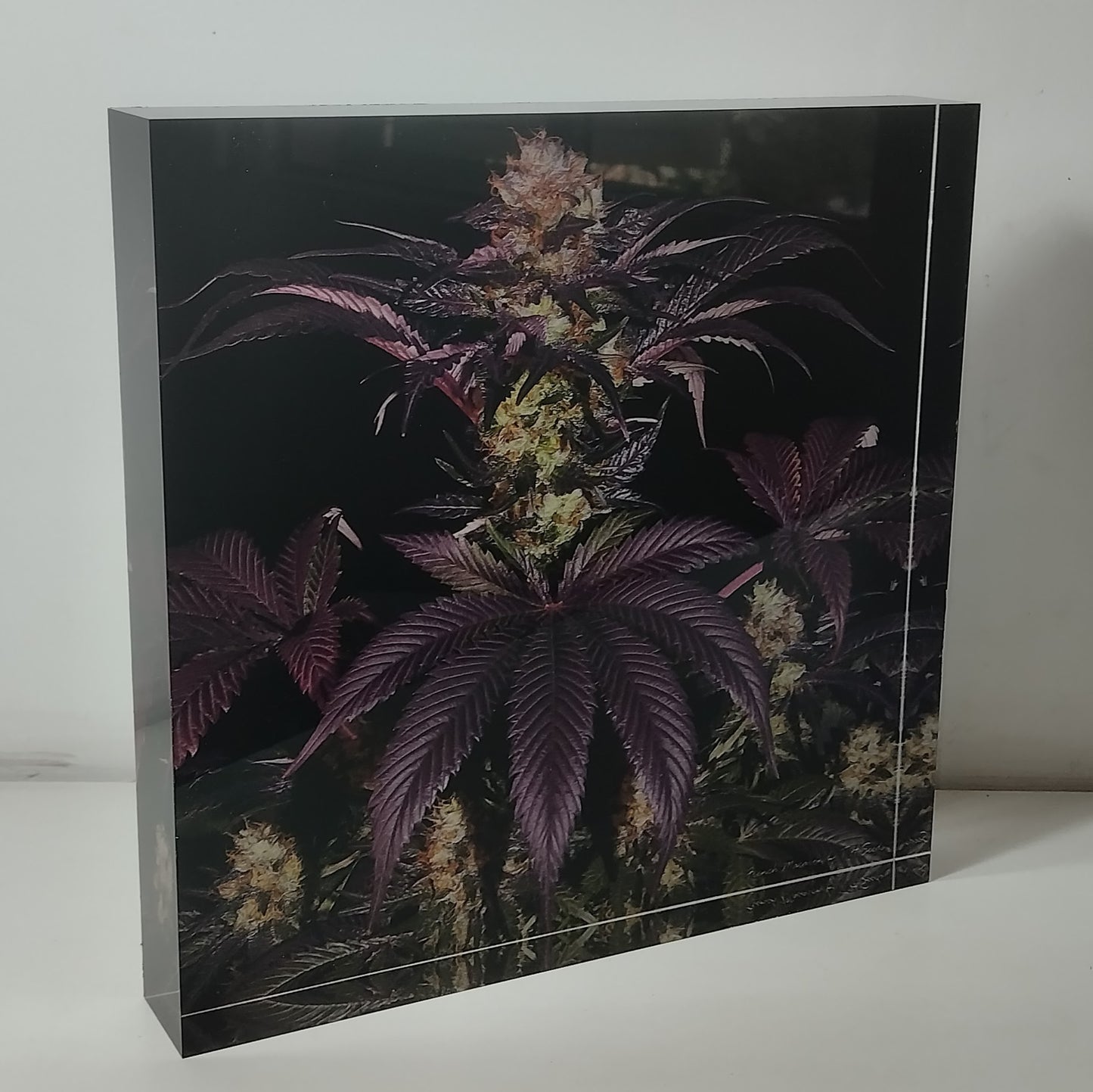 Pure Sativa (London) - Mother Terps - French Macaron - בלוק אקריל 20*20 15*15