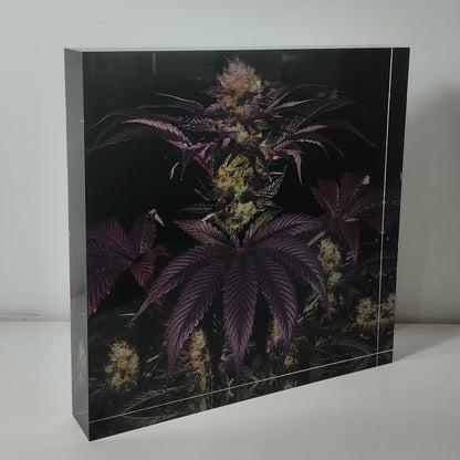 Pure Sativa (London) - Mother Terps - French Macaron - בלוק אקריל 20*20 15*15
