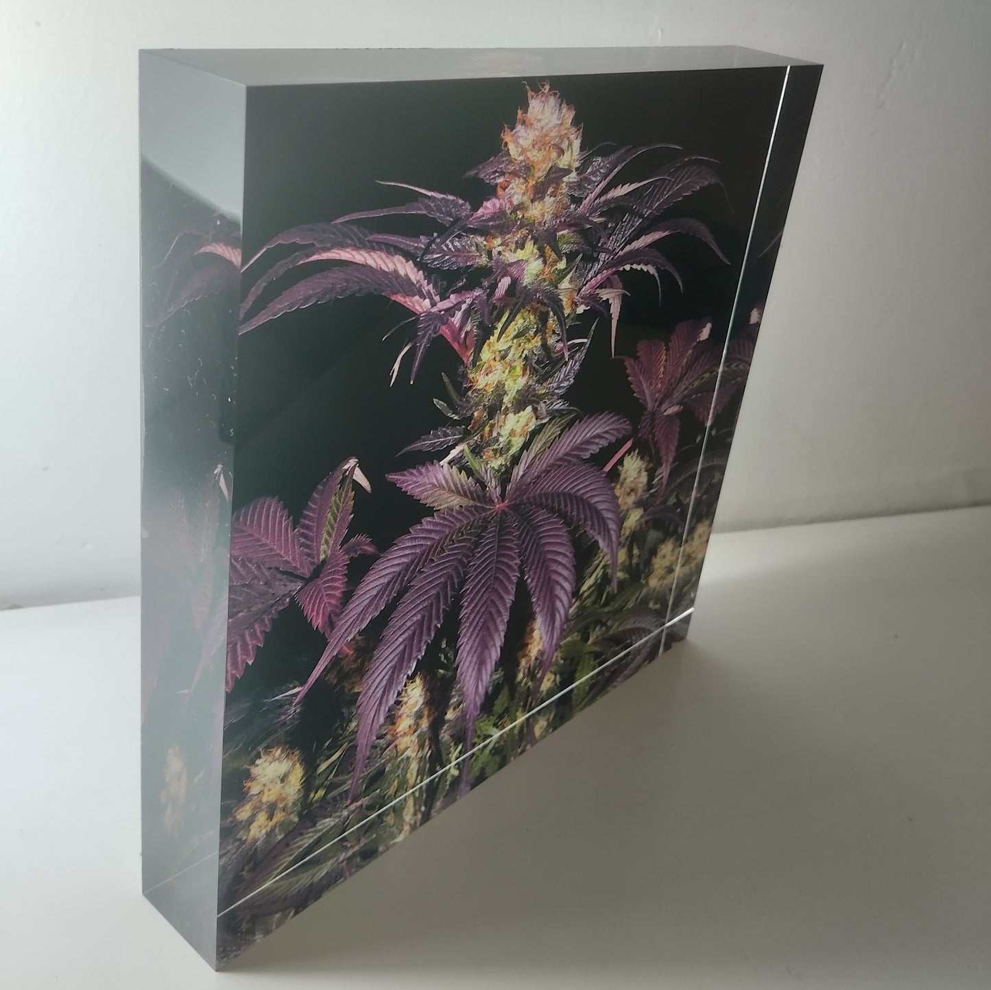 Pure Sativa (London) - Mother Terps - French Macaron - בלוק אקריל 20*20 15*15