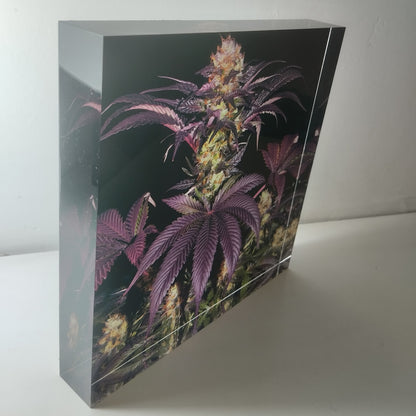 Pure Sativa (London) - Mother Terps - French Macaron - בלוק אקריל 20*20 15*15