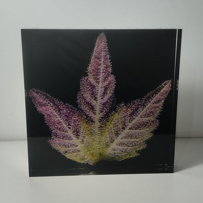 Pure Sativa (London) - Mother Terps - Pink Kush Fresh Press - בלוק אקריל 20*20
