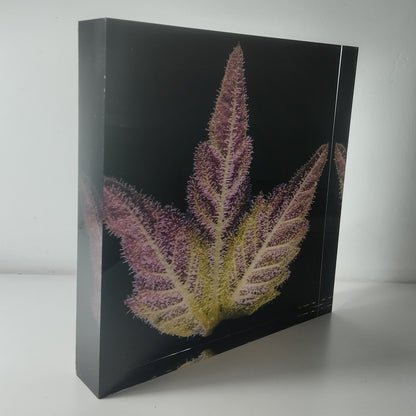 Pure Sativa (London) - Mother Terps - Pink Kush Fresh Press - בלוק אקריל 20*20