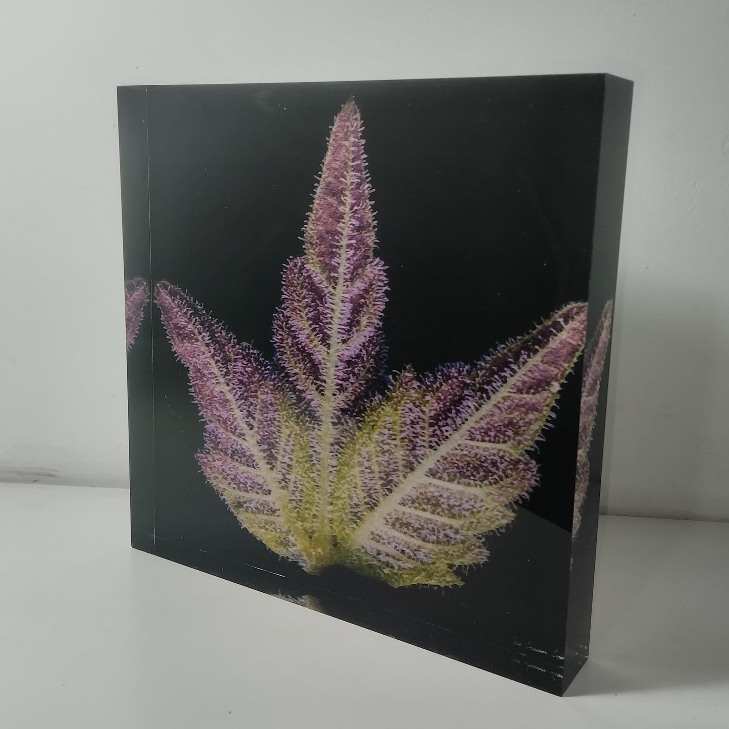 Pure Sativa (London) - Mother Terps - Pink Kush Fresh Press - בלוק אקריל 20*20
