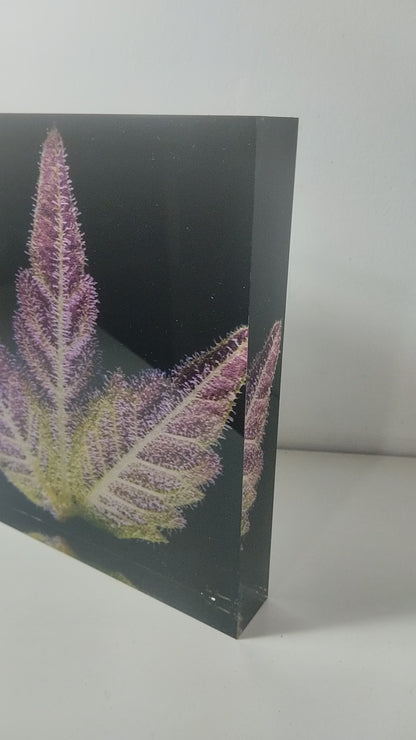 Pure Sativa (London) - Mother Terps - Pink Kush Fresh Press - בלוק אקריל 20*20