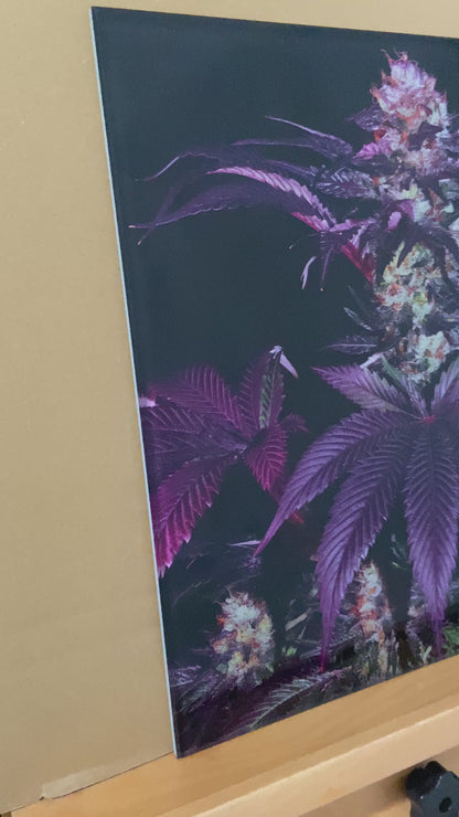 Pure Sativa (London) - Mother Terps - French Macaron - תמונת זכוכית 30*30