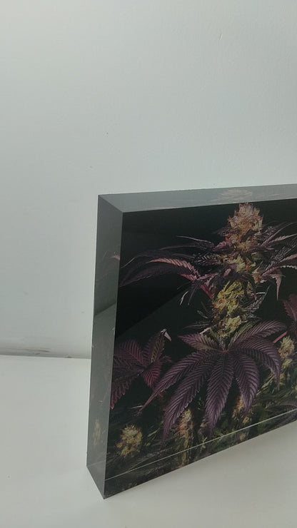 Pure Sativa (London) - Mother Terps - French Macaron - בלוק אקריל 20*20 15*15